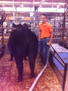 Corbin Rager prepping his animals for show.